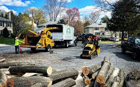 Trusted Springfield, NJ Tree Care Experts